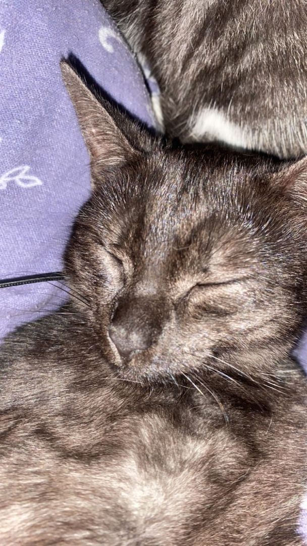 Dringend Kater und Katze abzugeben