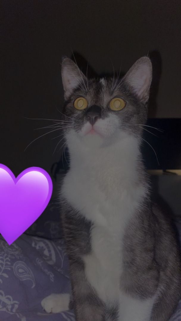 Dringend Kater und Katze abzugeben