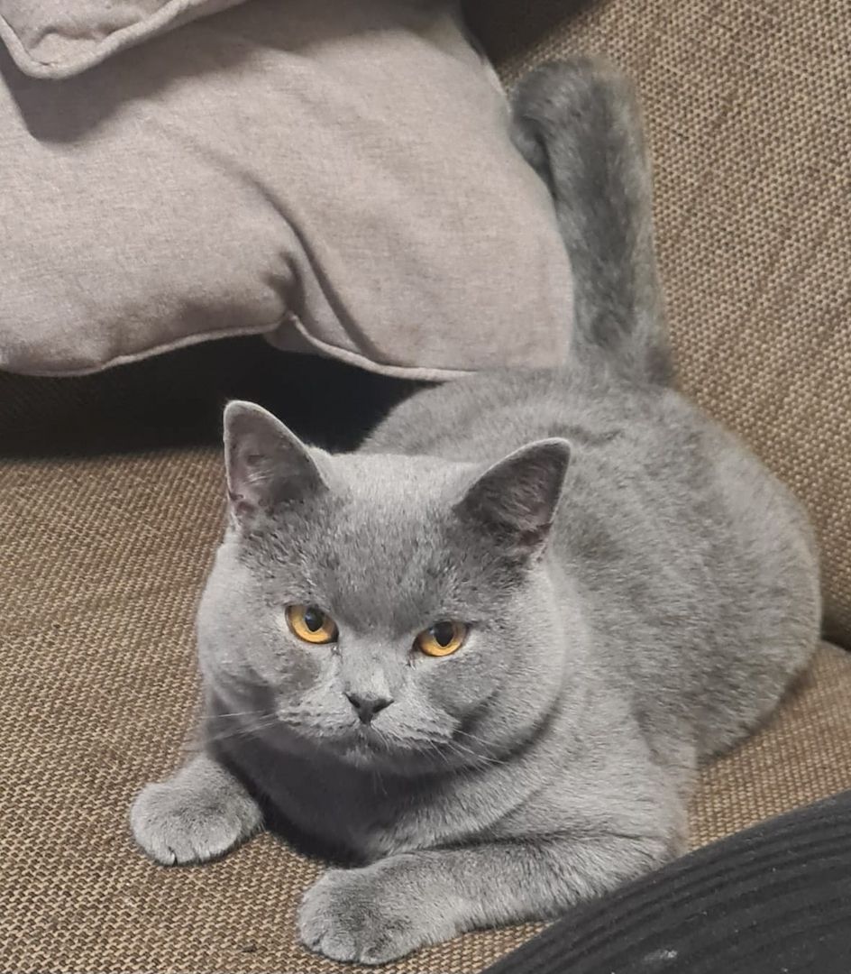 Liebervoller BKH Kater sucht ein neues zu hause