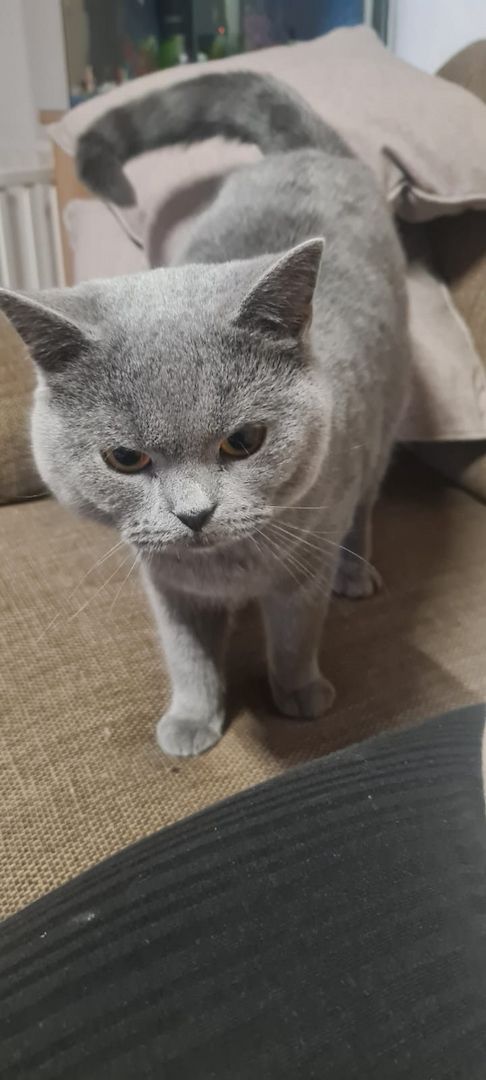 Liebervoller BKH Kater sucht ein neues zu hause