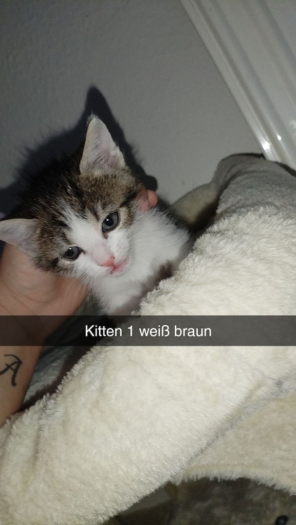 4 Kitten suchen ab mitte Dezember ein neues Zuhause