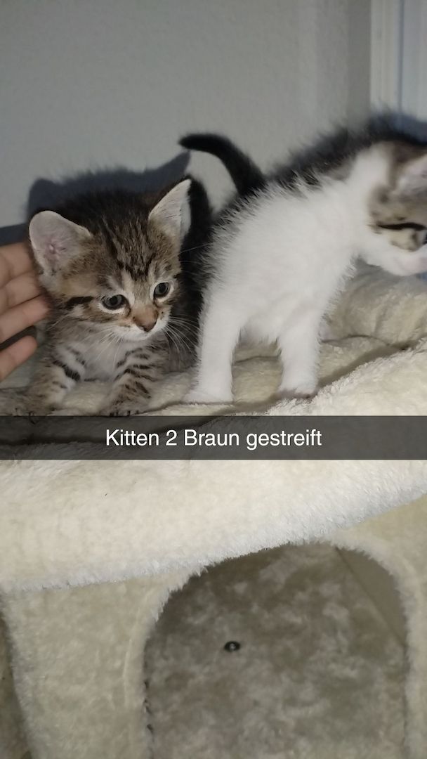 4 Kitten suchen ab mitte Dezember ein neues Zuhause