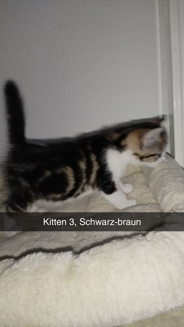 4 Kitten suchen ab mitte Dezember ein neues Zuhause