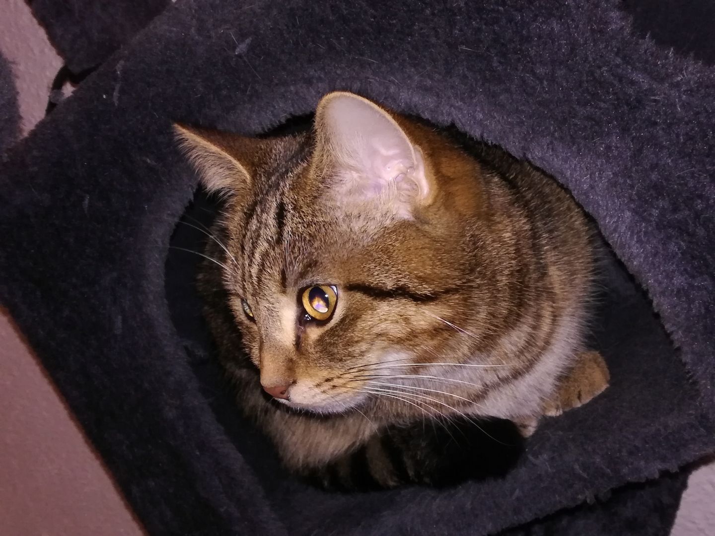 Kuscheliger verschmuster mischlings Kater Sosoke