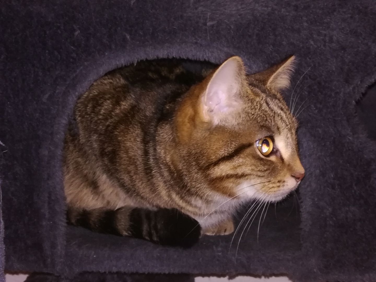 Kuscheliger verschmuster mischlings Kater Sosoke