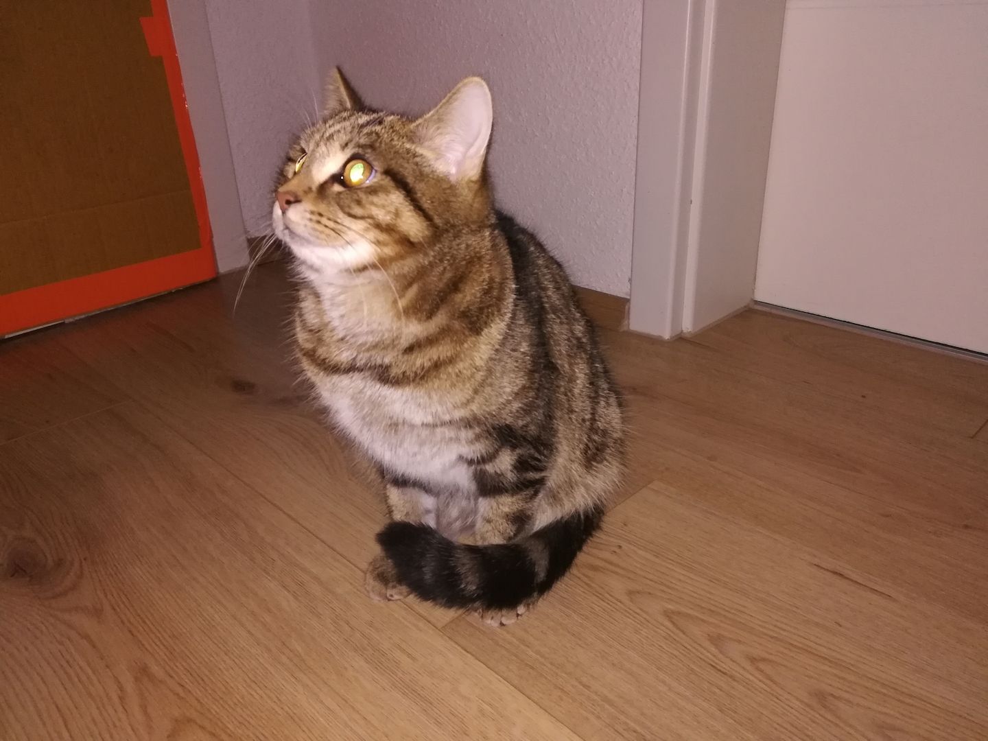 Kuscheliger verschmuster mischlings Kater Sosoke