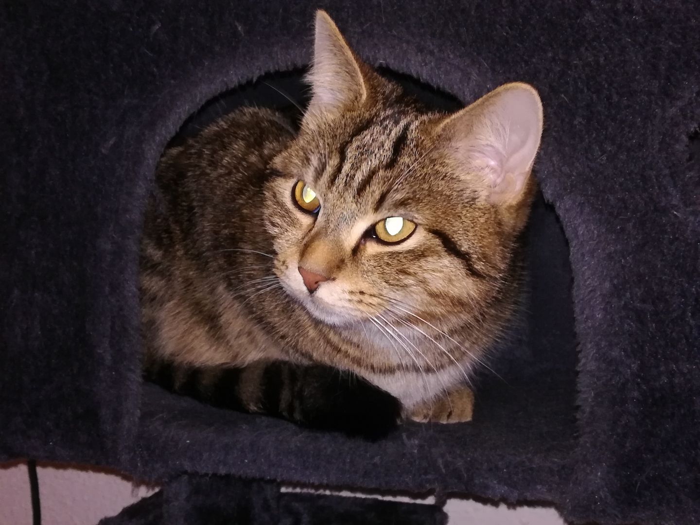 Kuscheliger verschmuster mischlings Kater Sosoke