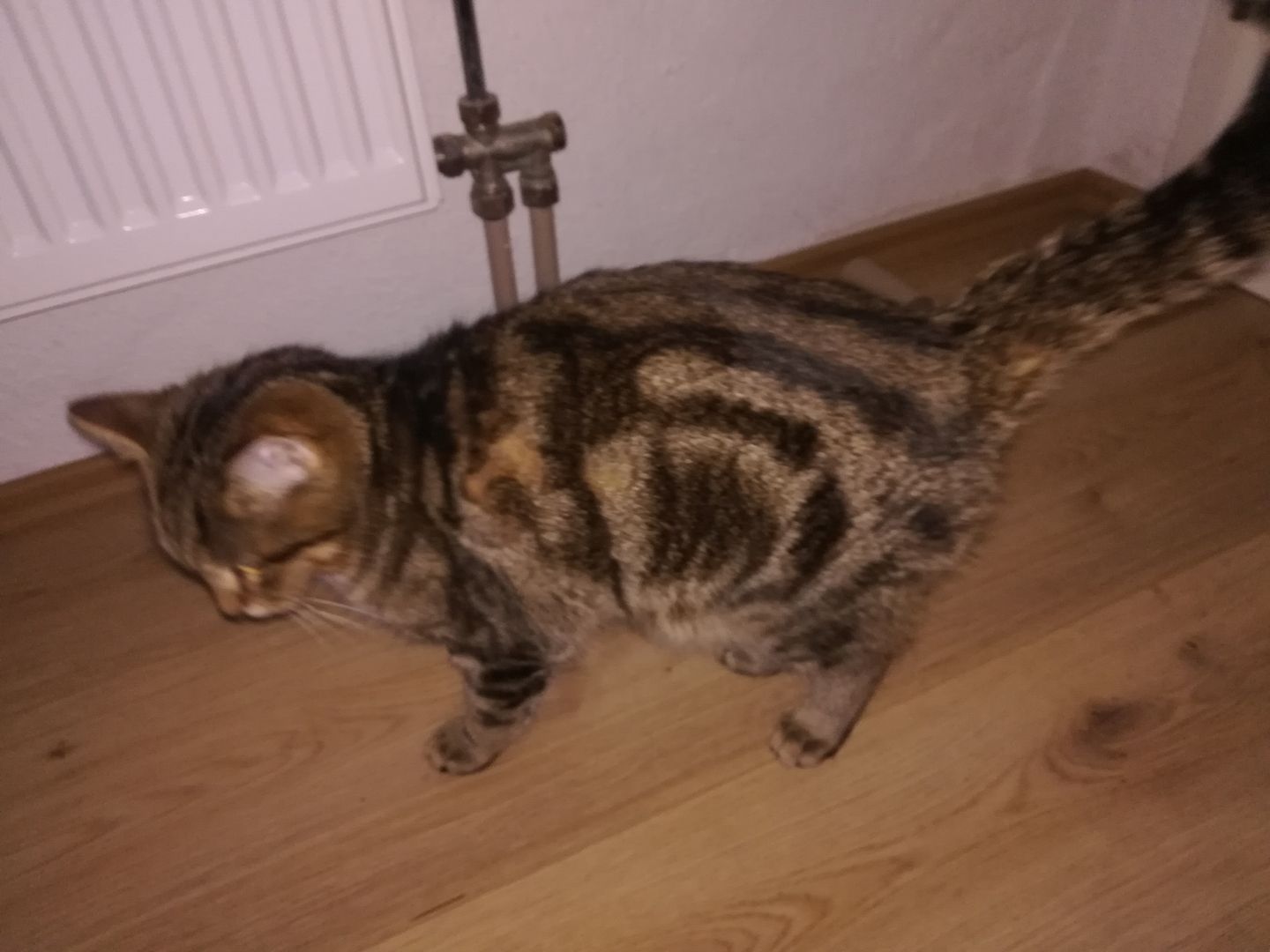 Kuscheliger verschmuster mischlings Kater Sosoke