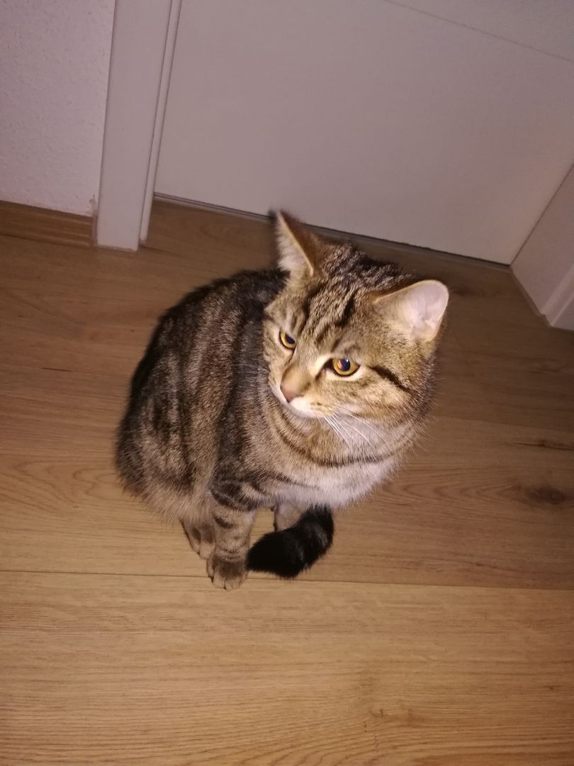 Kuscheliger verschmuster mischlings Kater Sosoke