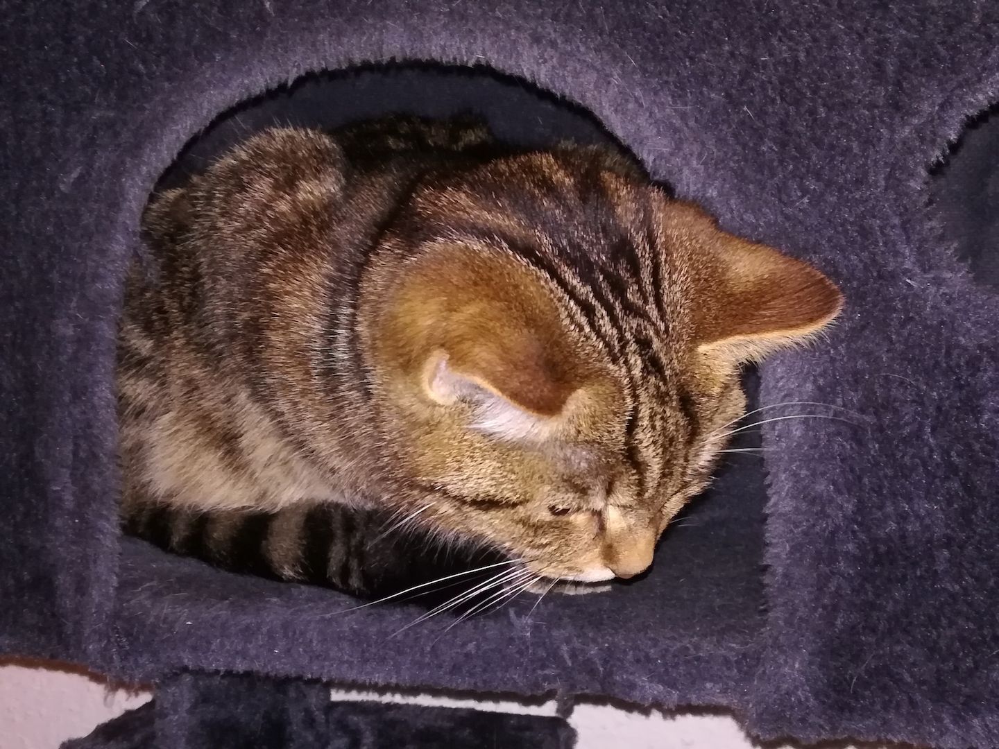 Kuscheliger verschmuster mischlings Kater Sosoke