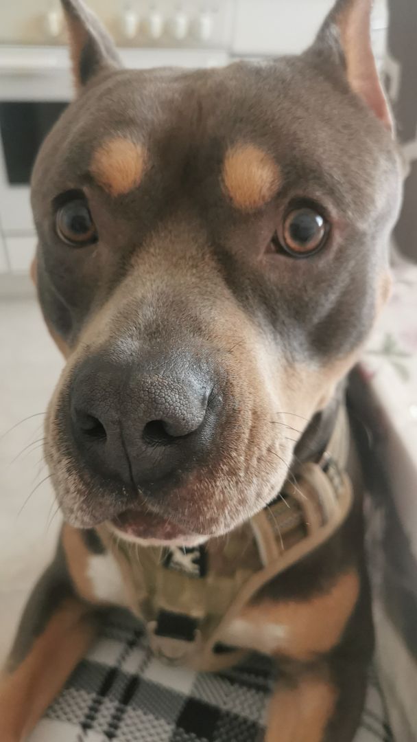 Suche ein neues zu Hause