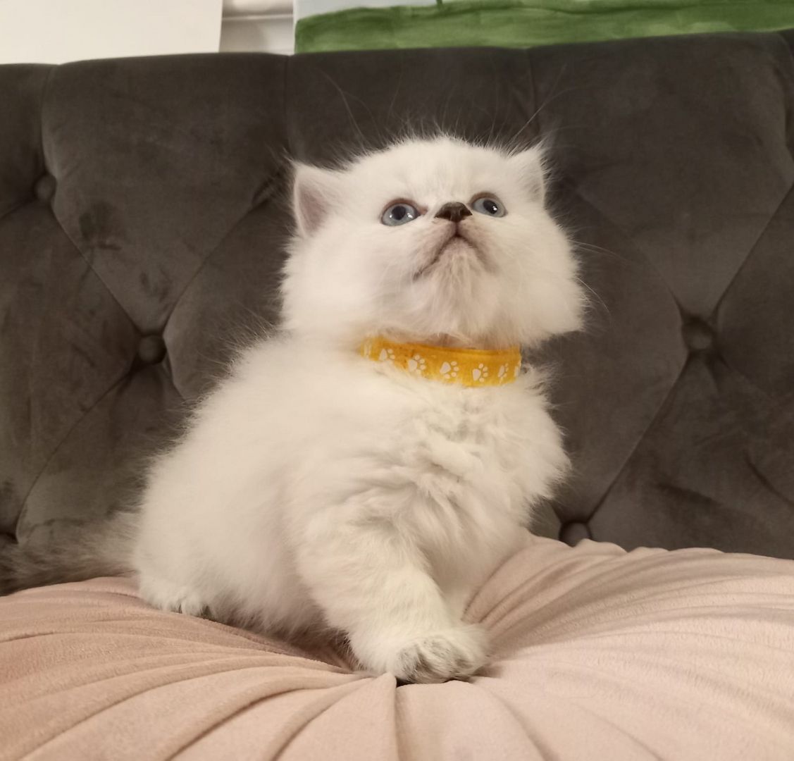 BKH Kitten Kätzchen Britisch Kurzhaar BKH Kitten Kätzchen Britisch Kurzhaar