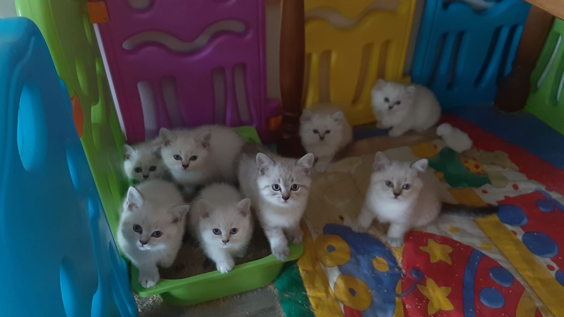 BKH Kitten Kätzchen Britisch Kurzhaar BKH Kitten Kätzchen Britisch Kurzhaar