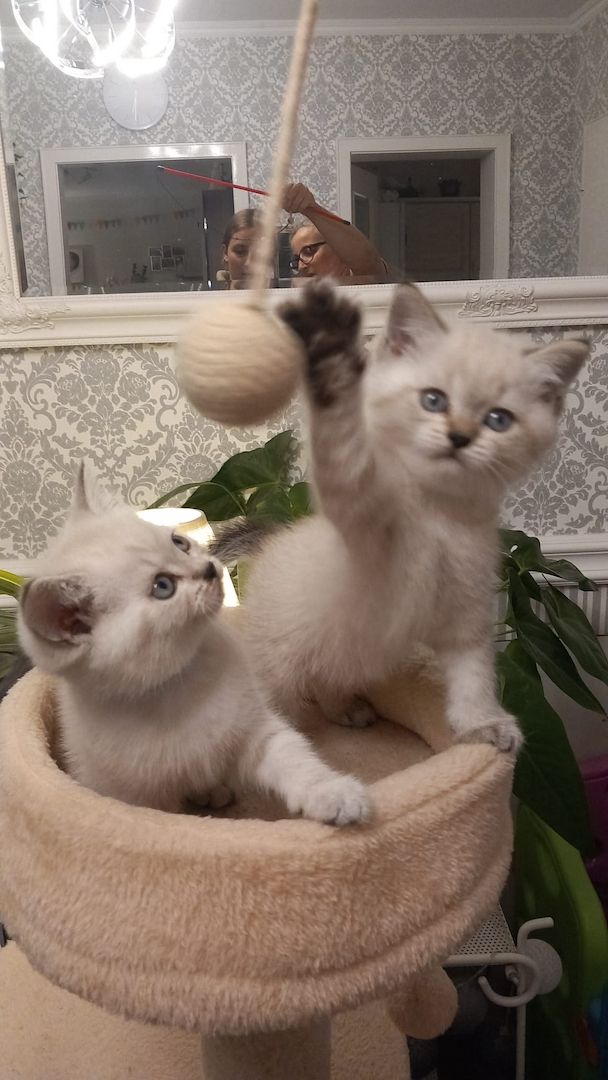 BKH Kitten Kätzchen Britisch Kurzhaar BKH Kitten Kätzchen Britisch Kurzhaar