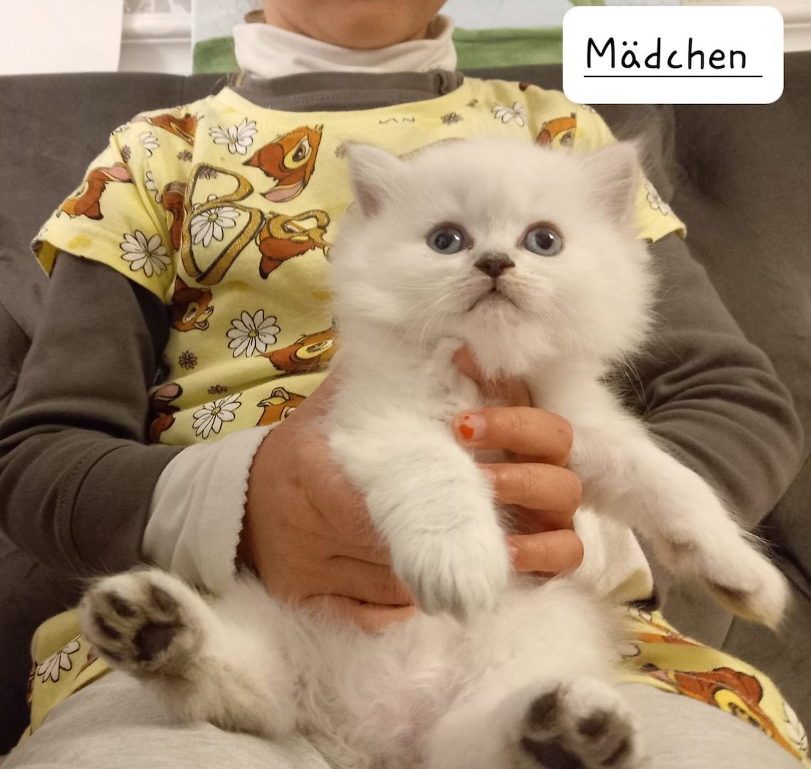BKH Kitten Kätzchen Britisch Kurzhaar BKH Kitten Kätzchen Britisch Kurzhaar
