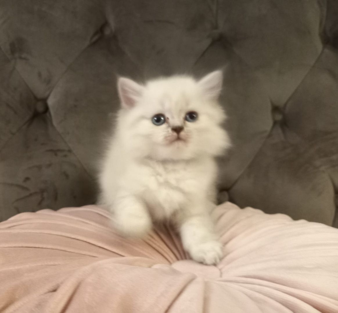 BKH Kitten Kätzchen Britisch Kurzhaar BKH Kitten Kätzchen Britisch Kurzhaar