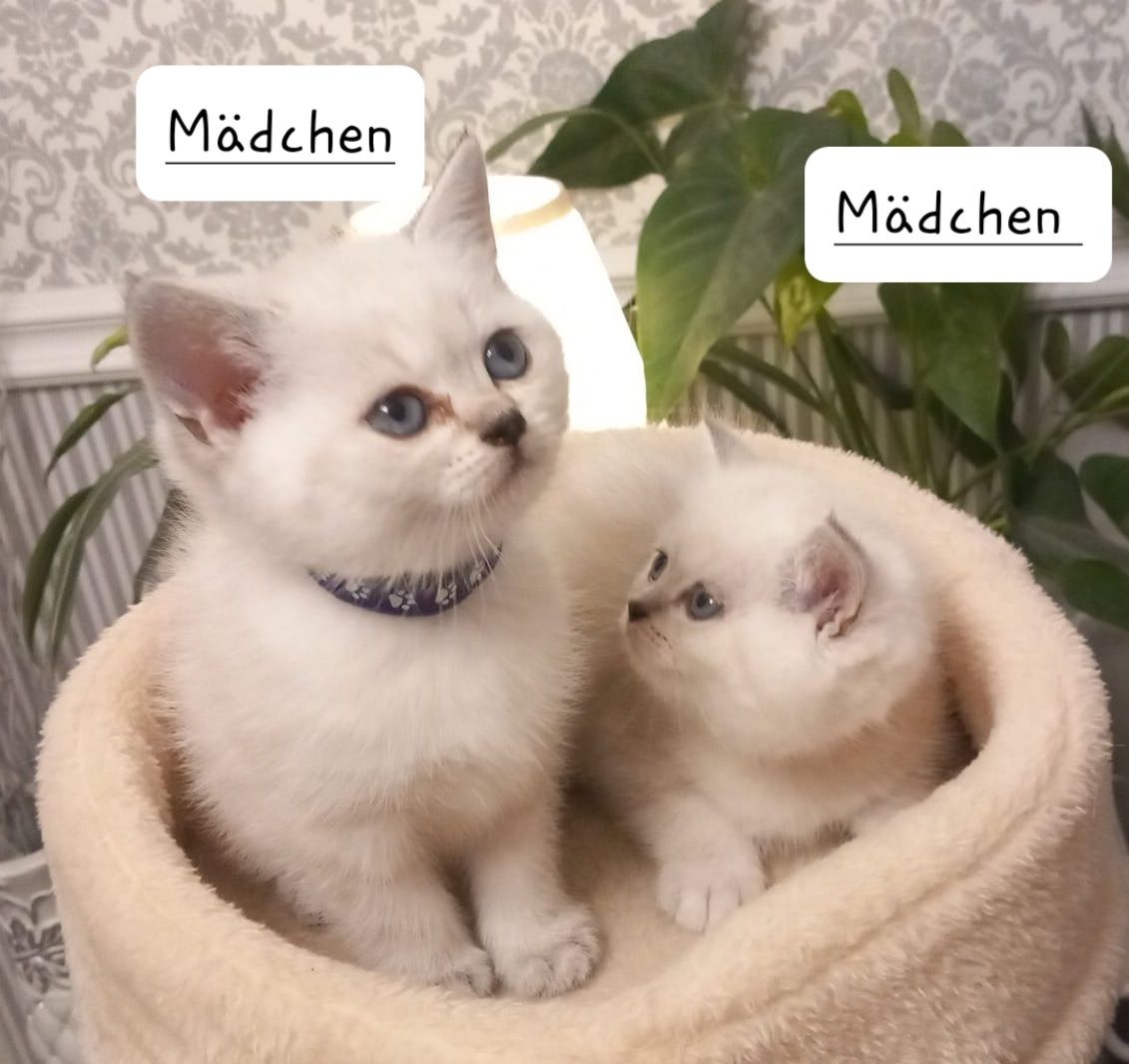 BKH Kitten Kätzchen Britisch Kurzhaar BKH Kitten Kätzchen Britisch Kurzhaar