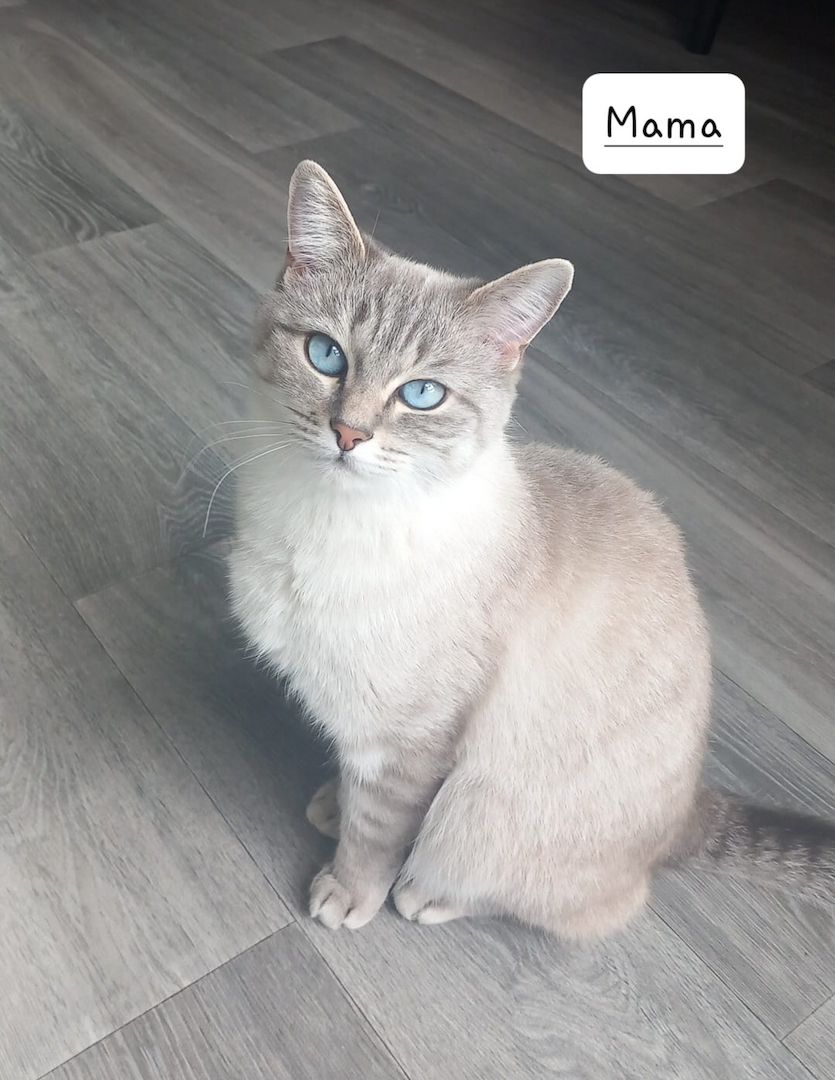 BKH Kitten Kätzchen Britisch Kurzhaar BKH Kitten Kätzchen Britisch Kurzhaar