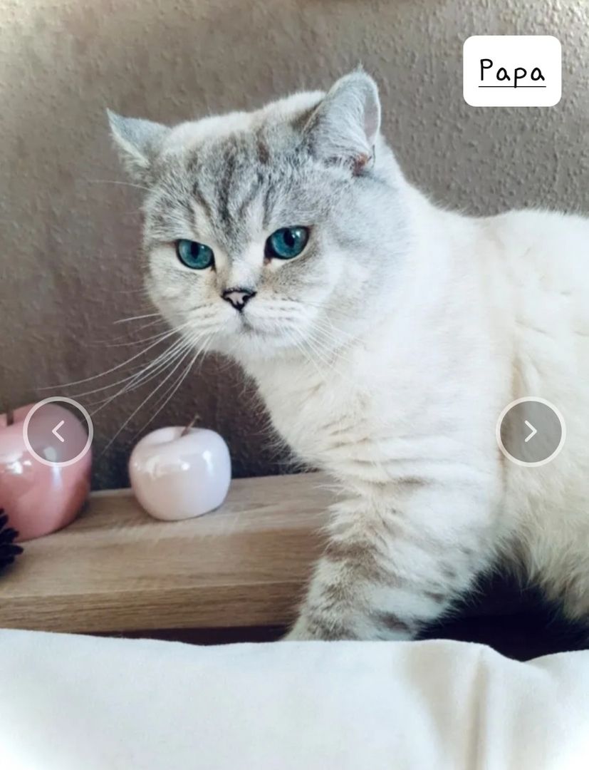 BKH Kitten Kätzchen Britisch Kurzhaar BKH Kitten Kätzchen Britisch Kurzhaar