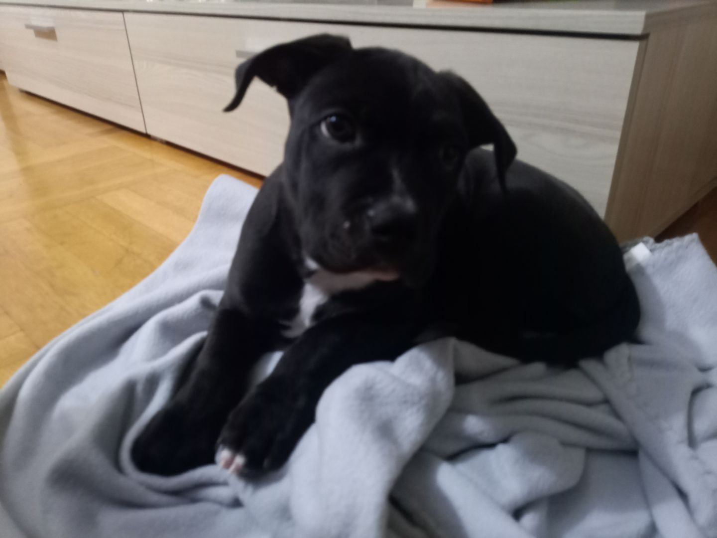 Chapo sucht neues Zuhause