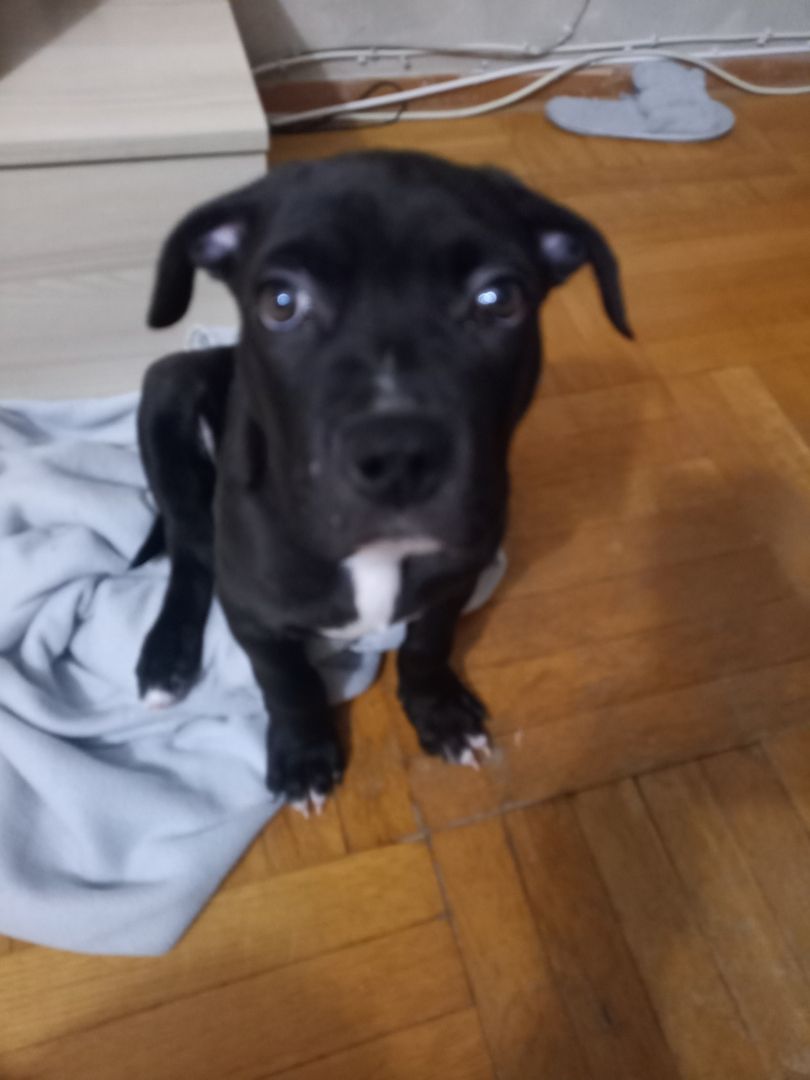 Chapo sucht neues Zuhause