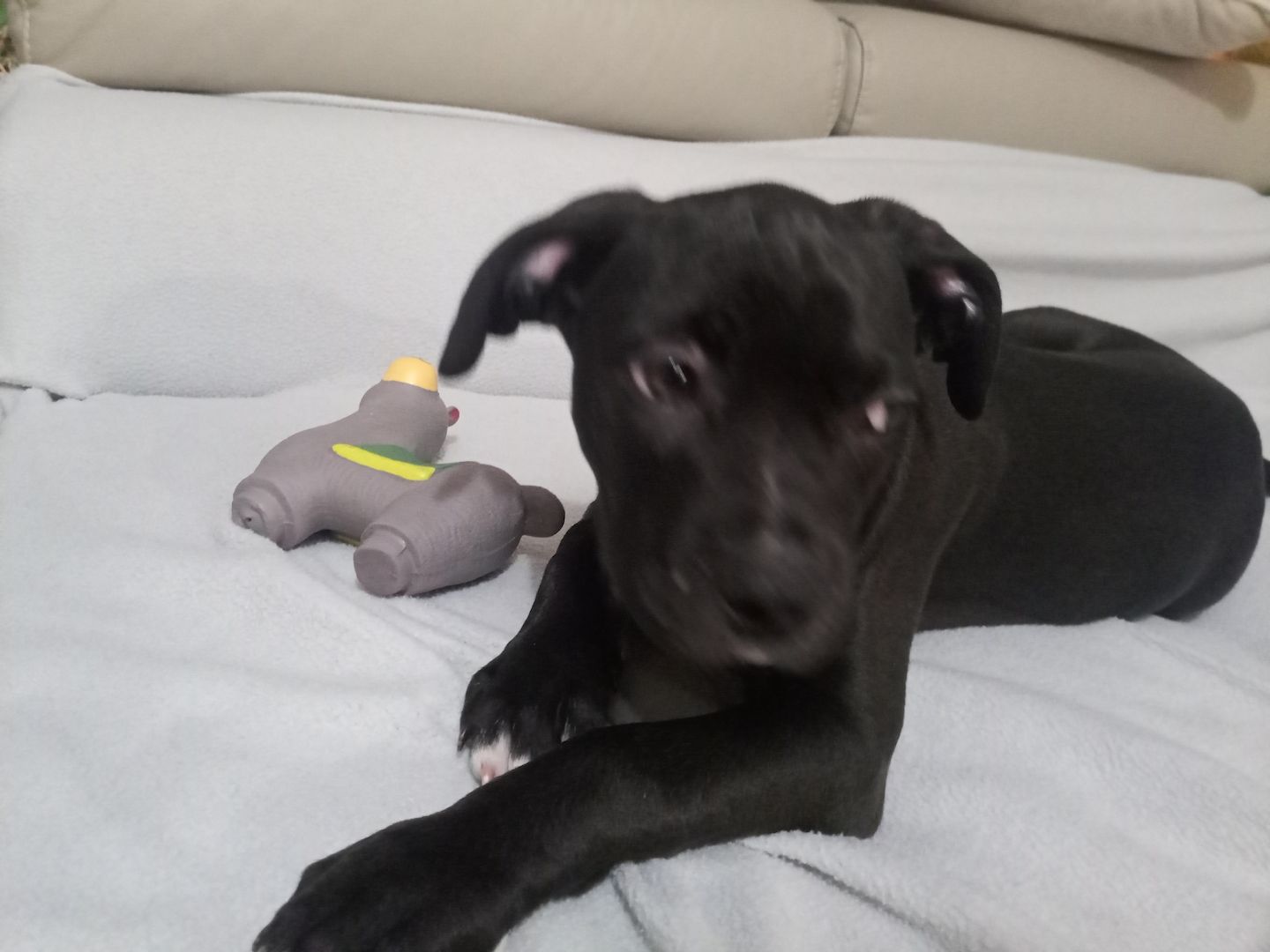 Chapo sucht neues Zuhause