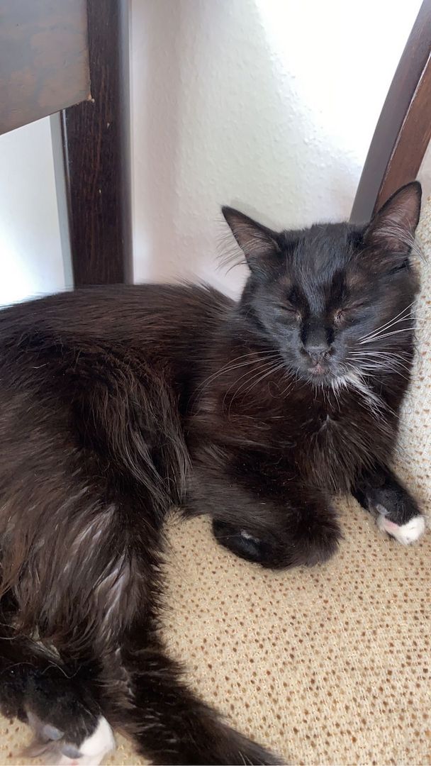 Süßes Kätzchen leider abzugeben