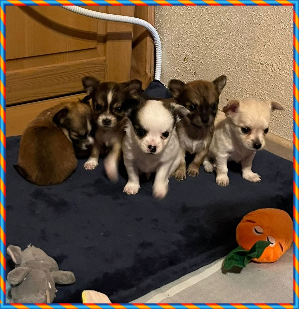 5 Süße Chihuahua Welpen
