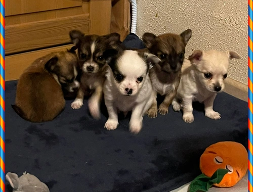 5 Süße Chihuahua Welpen