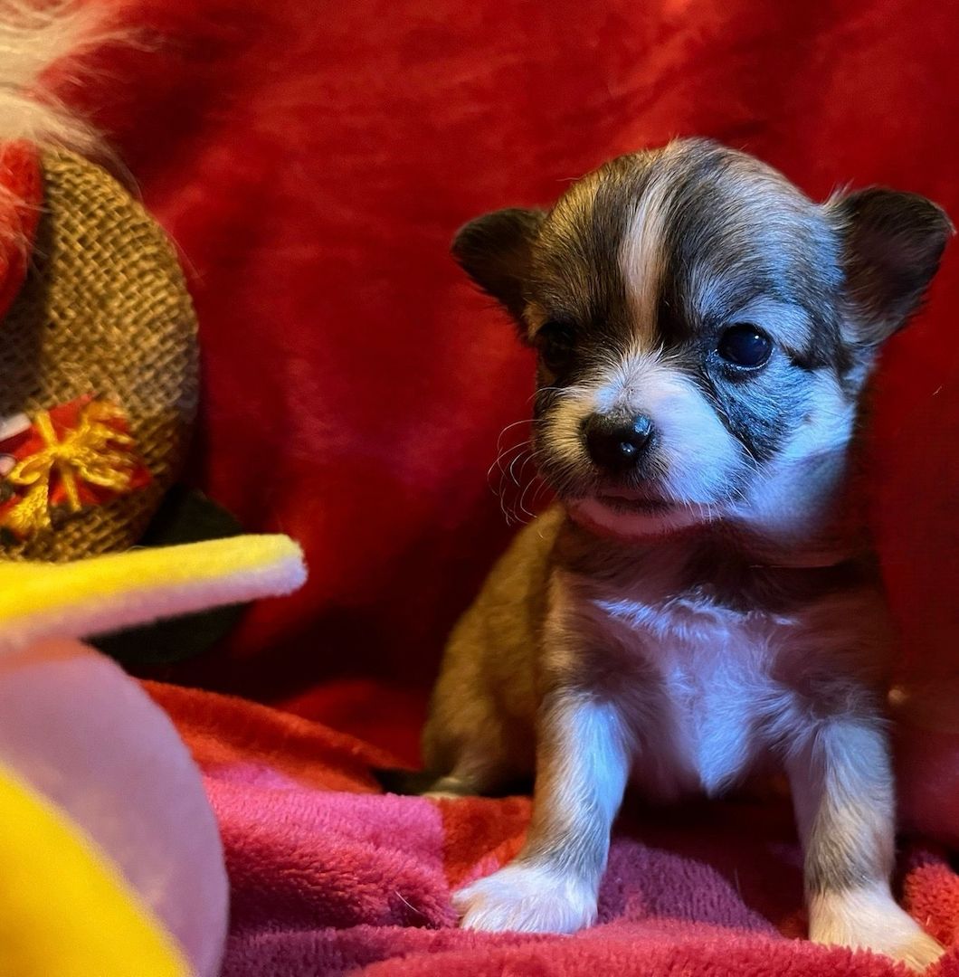 5 Süße Chihuahua Welpen