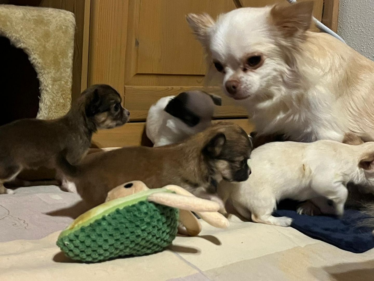 5 Süße Chihuahua Welpen