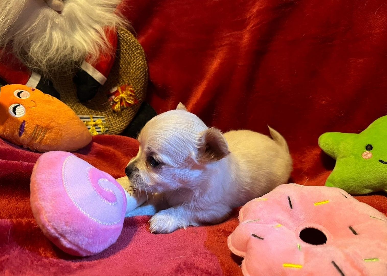 5 Süße Chihuahua Welpen