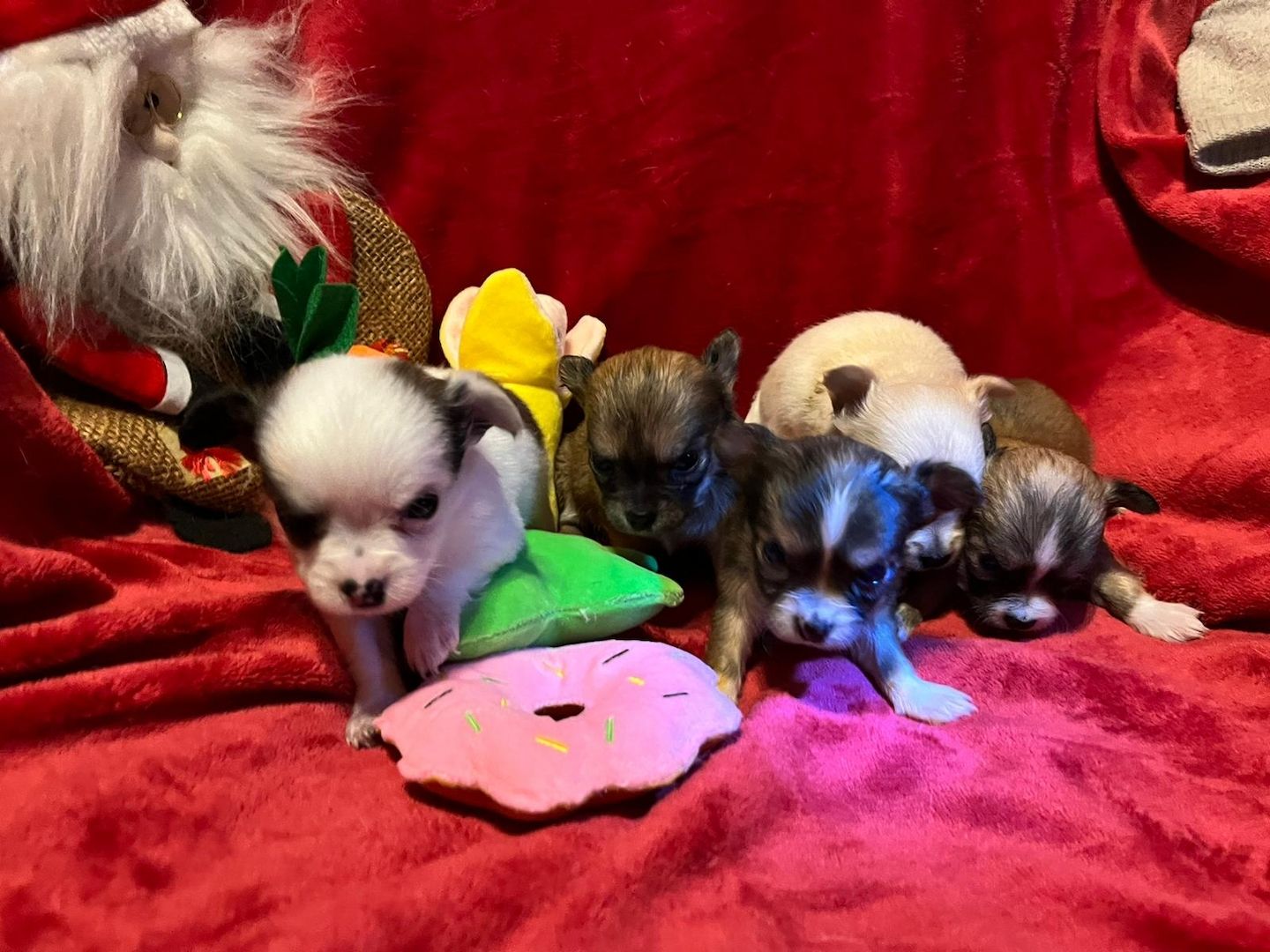 5 Süße Chihuahua Welpen