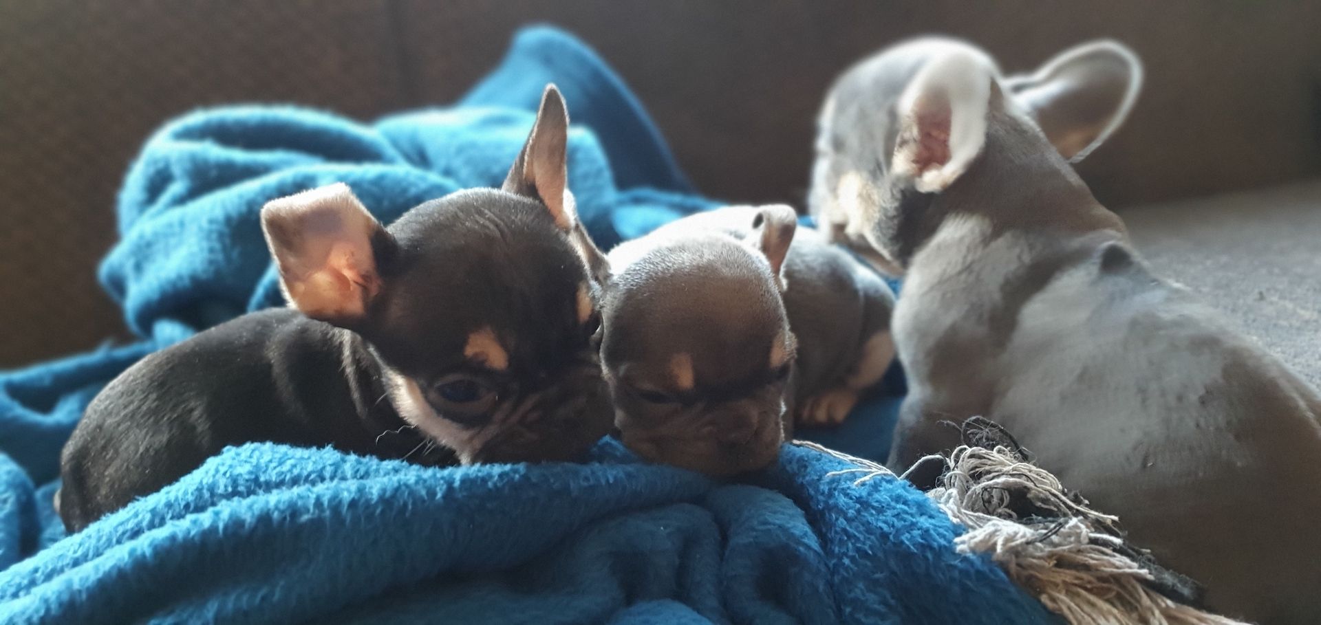 Französische Bulldoggen Mädels