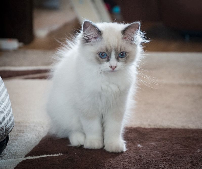 Weibliches Ragdoll-Kätzchen