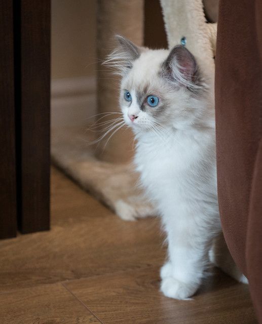 Weibliches Ragdoll-Kätzchen