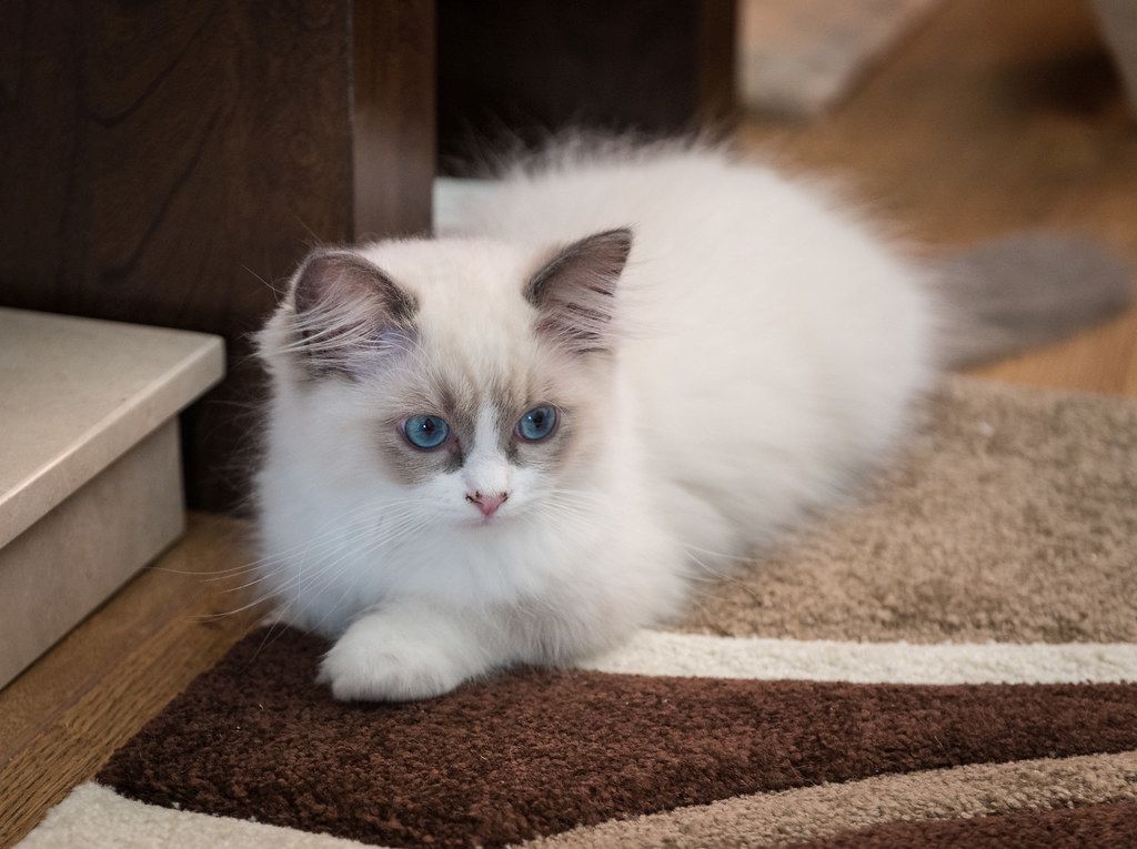 Weibliches Ragdoll-Kätzchen