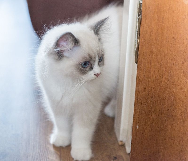 Weibliches Ragdoll-Kätzchen