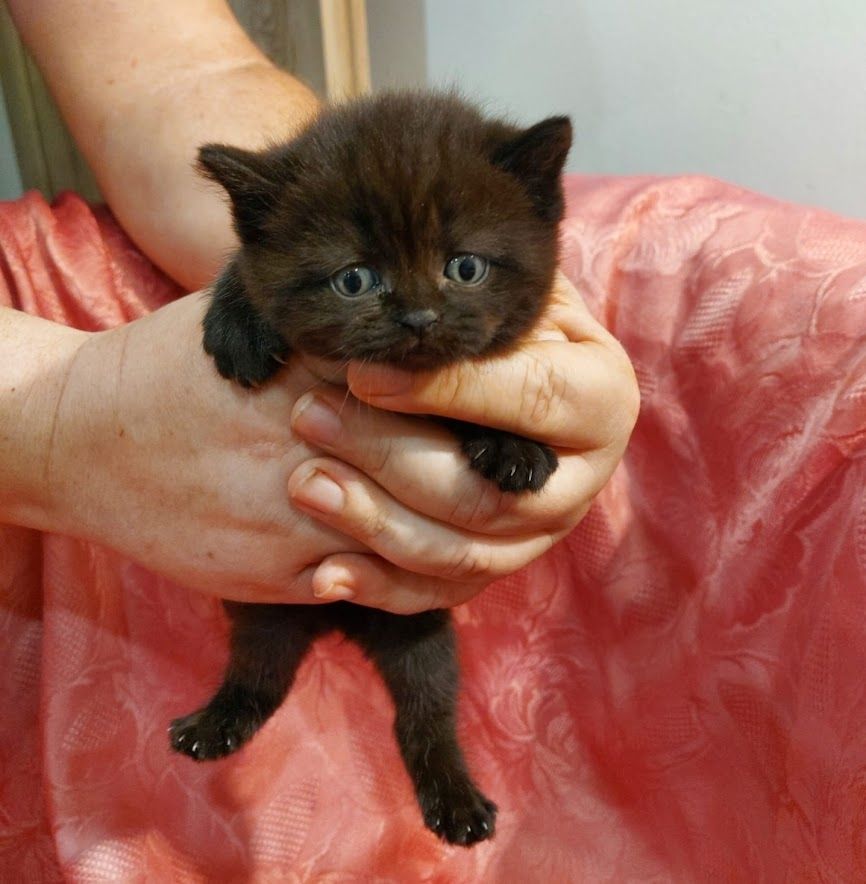 Britisch Kurzhaar Katzen Sehr Süss