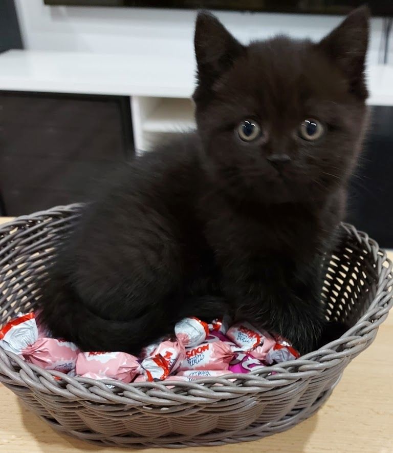 Britisch Kurzhaar Katzen Sehr Süss