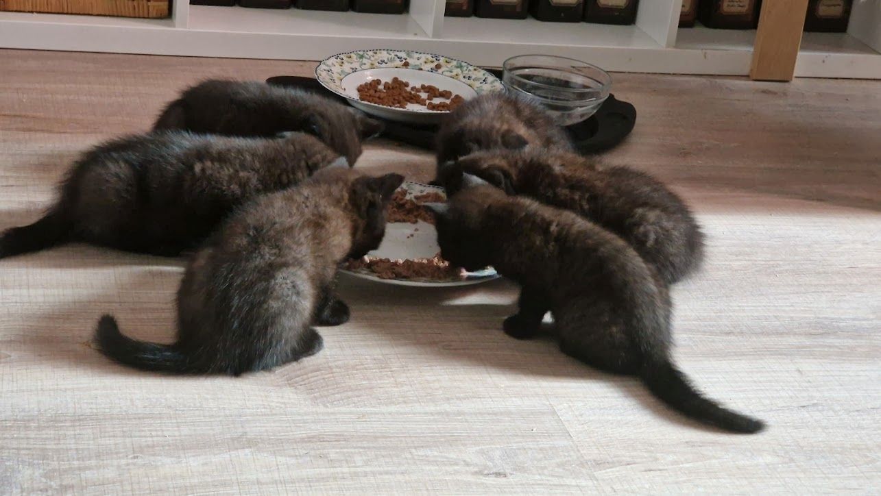 Britisch Kurzhaar Katzen Sehr Süss