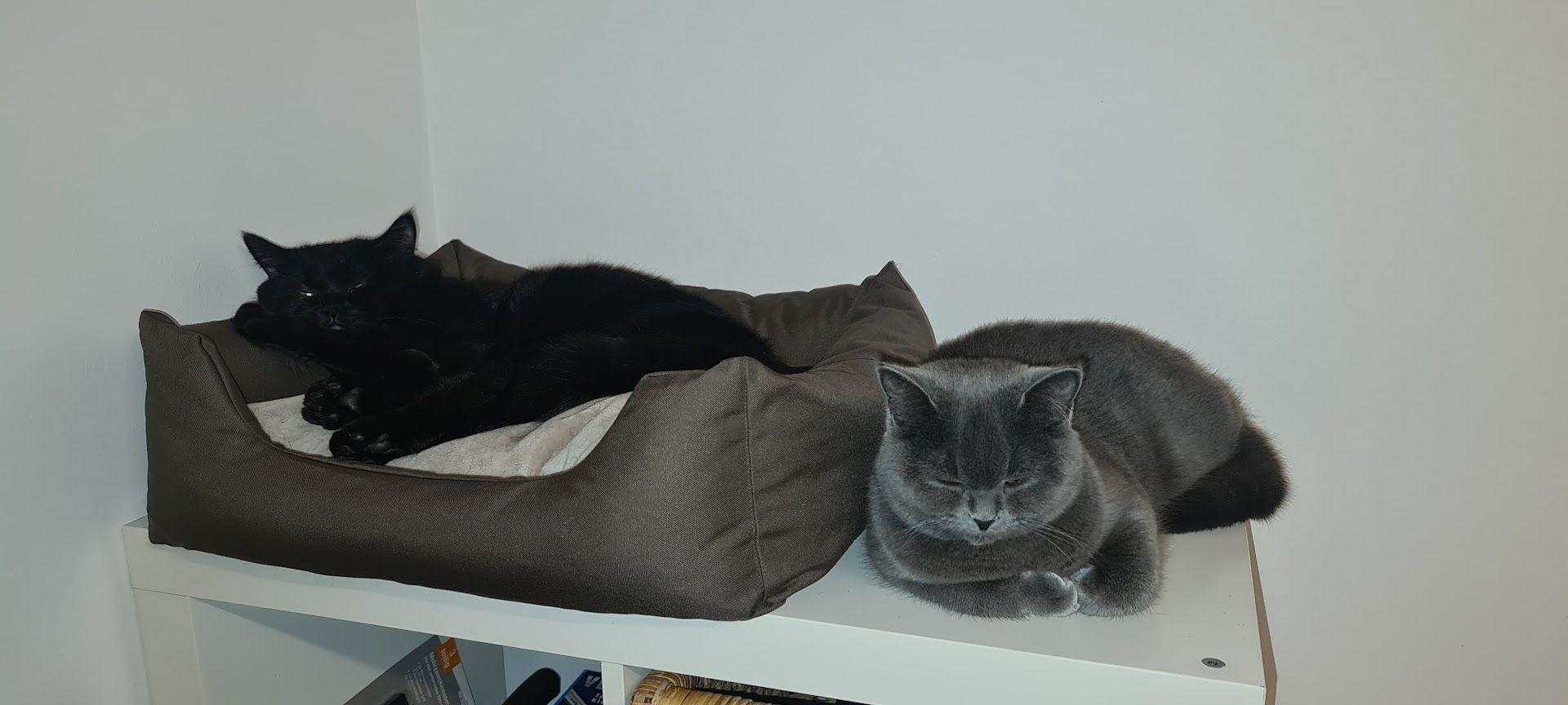 Britisch Kurzhaar Katzen Sehr Süss