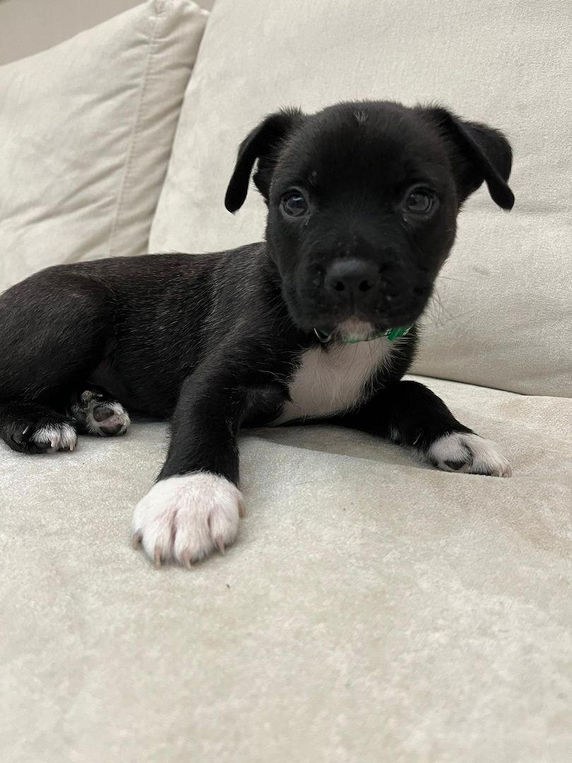 Boxer 🐕 Boxer 🐕