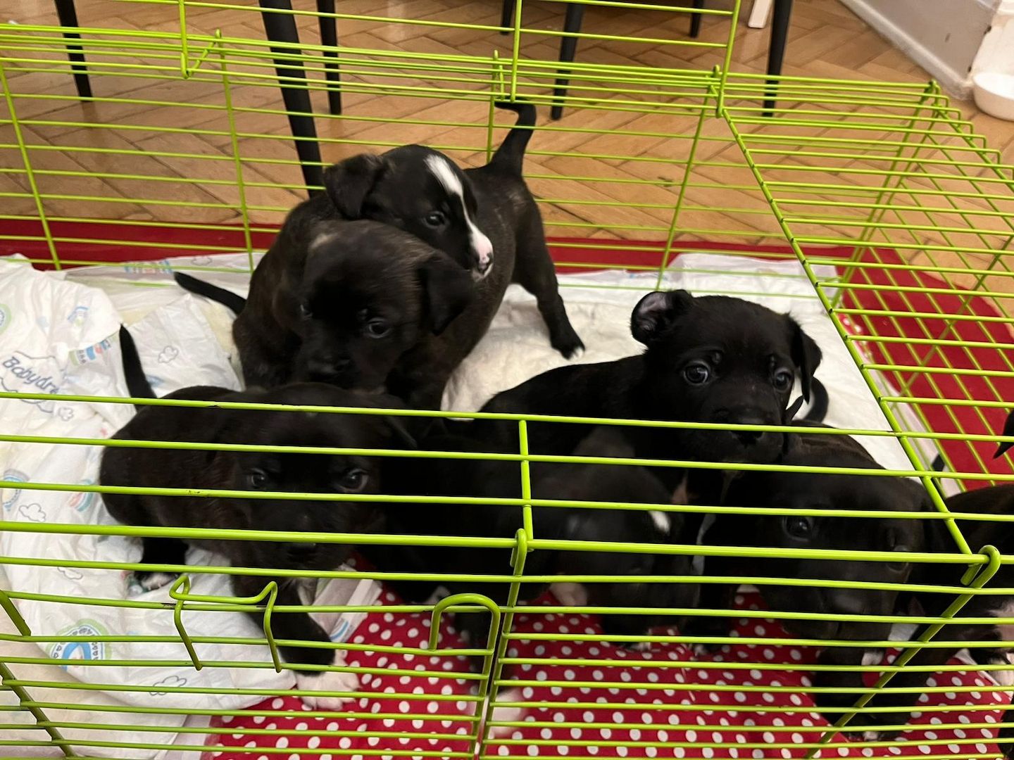 Boxer 🐕 Boxer 🐕