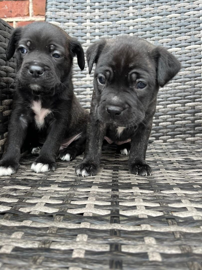 Boxer 🐕 Boxer 🐕