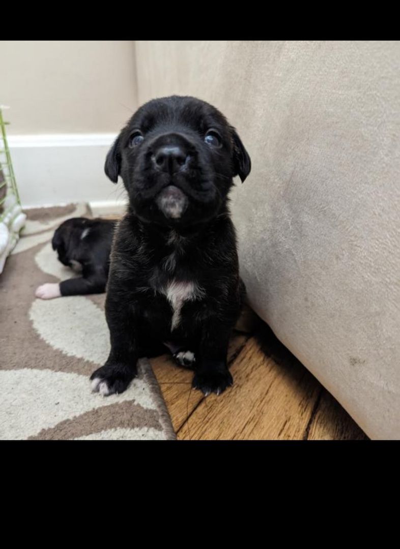 Boxer 🐕 Boxer 🐕