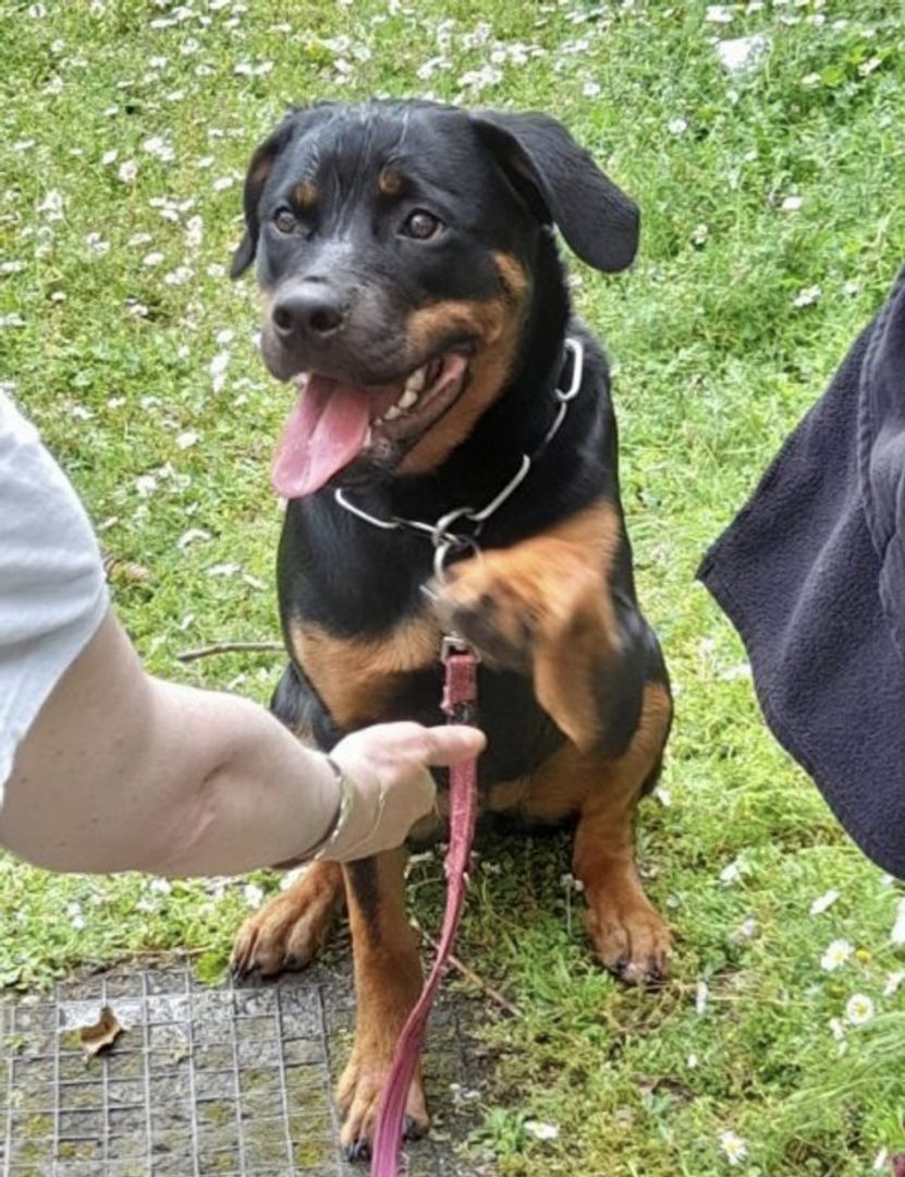 Rottweiler Hündin