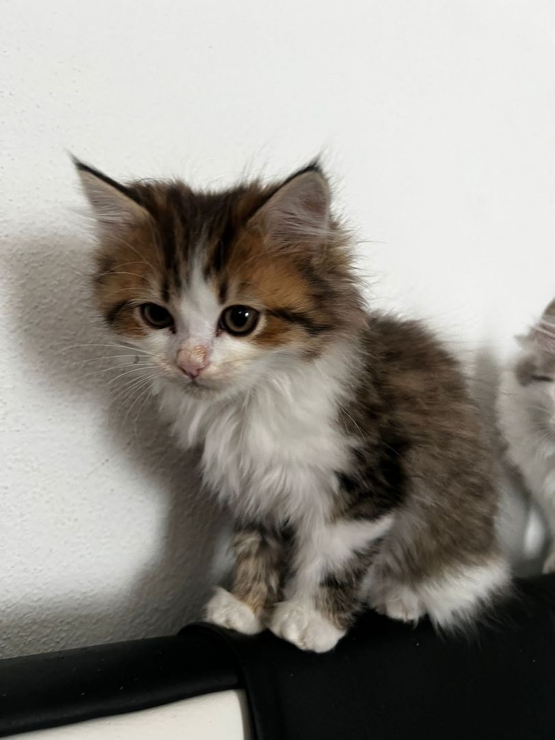 Süße Katzen Babys suchen  ein zu Hause