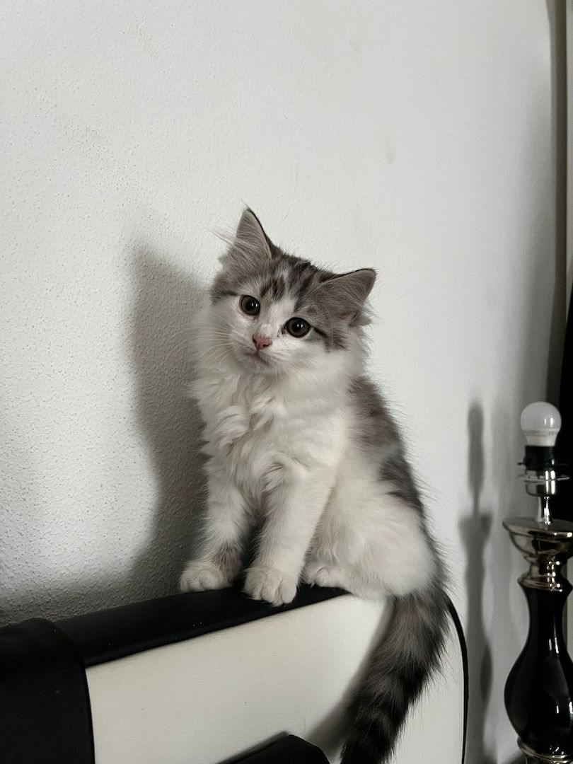 Süße Katzen Babys suchen  ein zu Hause