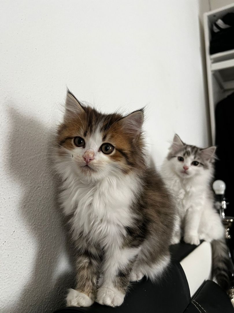 Süße Katzen Babys suchen  ein zu Hause